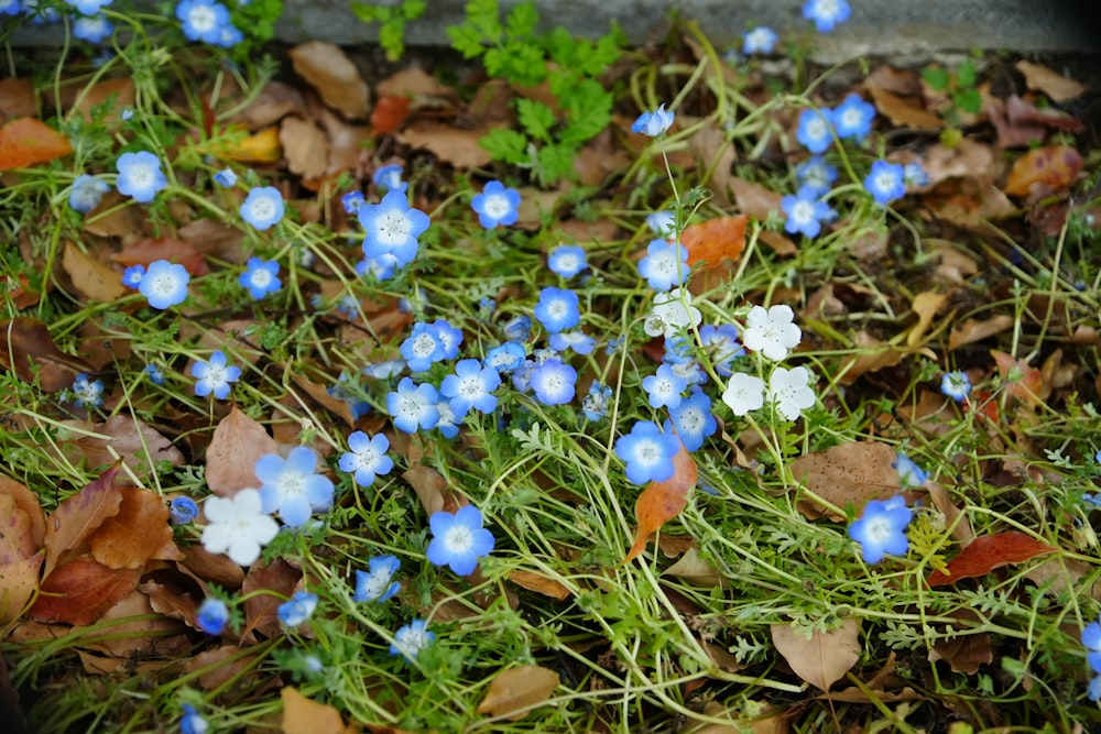 a bunch of blue and white flowers in the grass