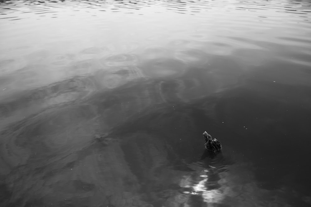 a black and white photo of a bird in the water