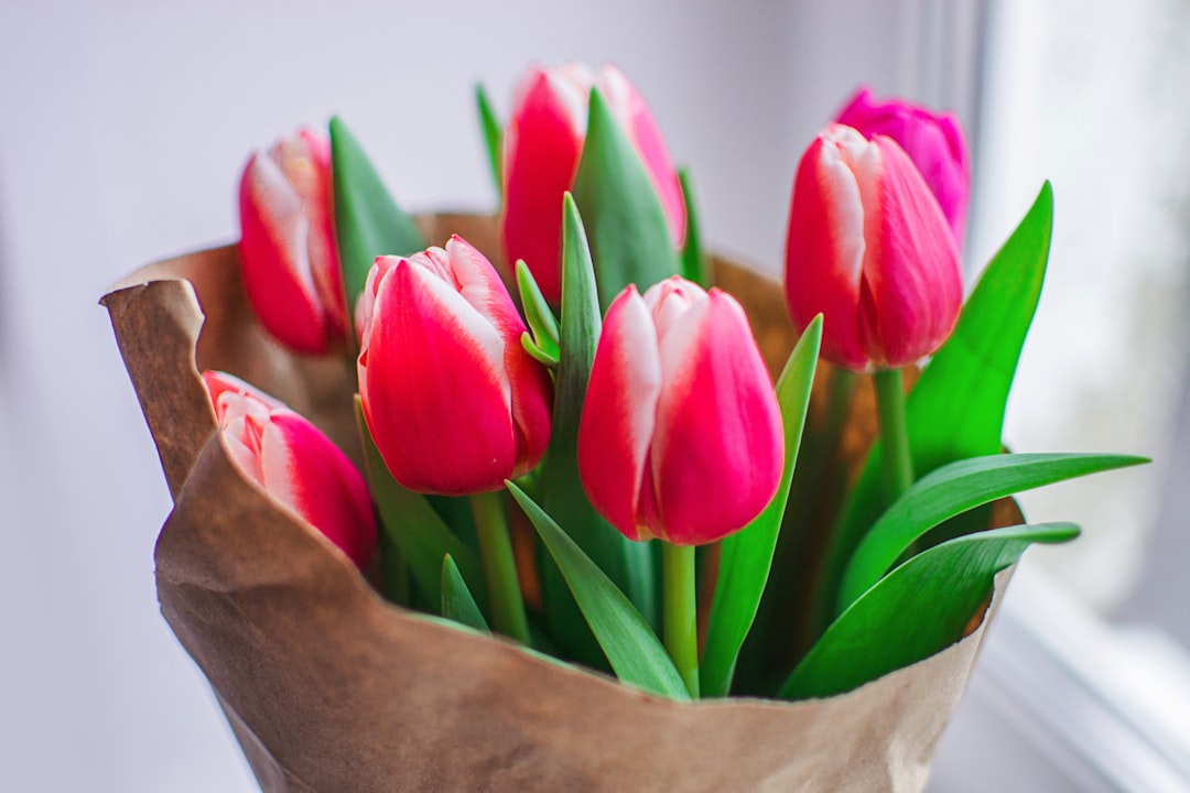 Beautiful fresh morning pink bouquet of tulips on the window. Fragrant smell of fresh spring tulips in a paper wrapper