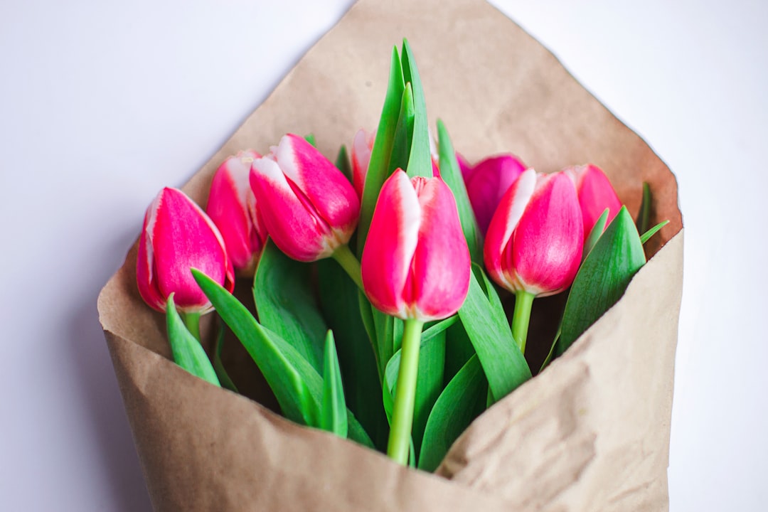 Beautiful fresh morning pink bouquet of tulips on the window. Fragrant smell of fresh spring tulips in a paper wrapper
