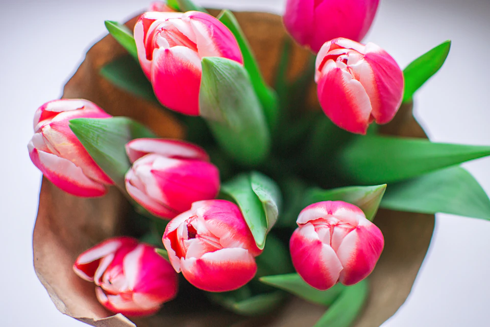 Pink and white tulips in a brown paper bag on a white surface against gray