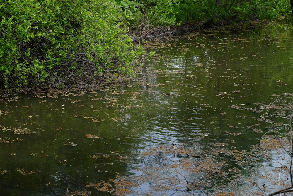 a body of water surrounded by trees and bushes