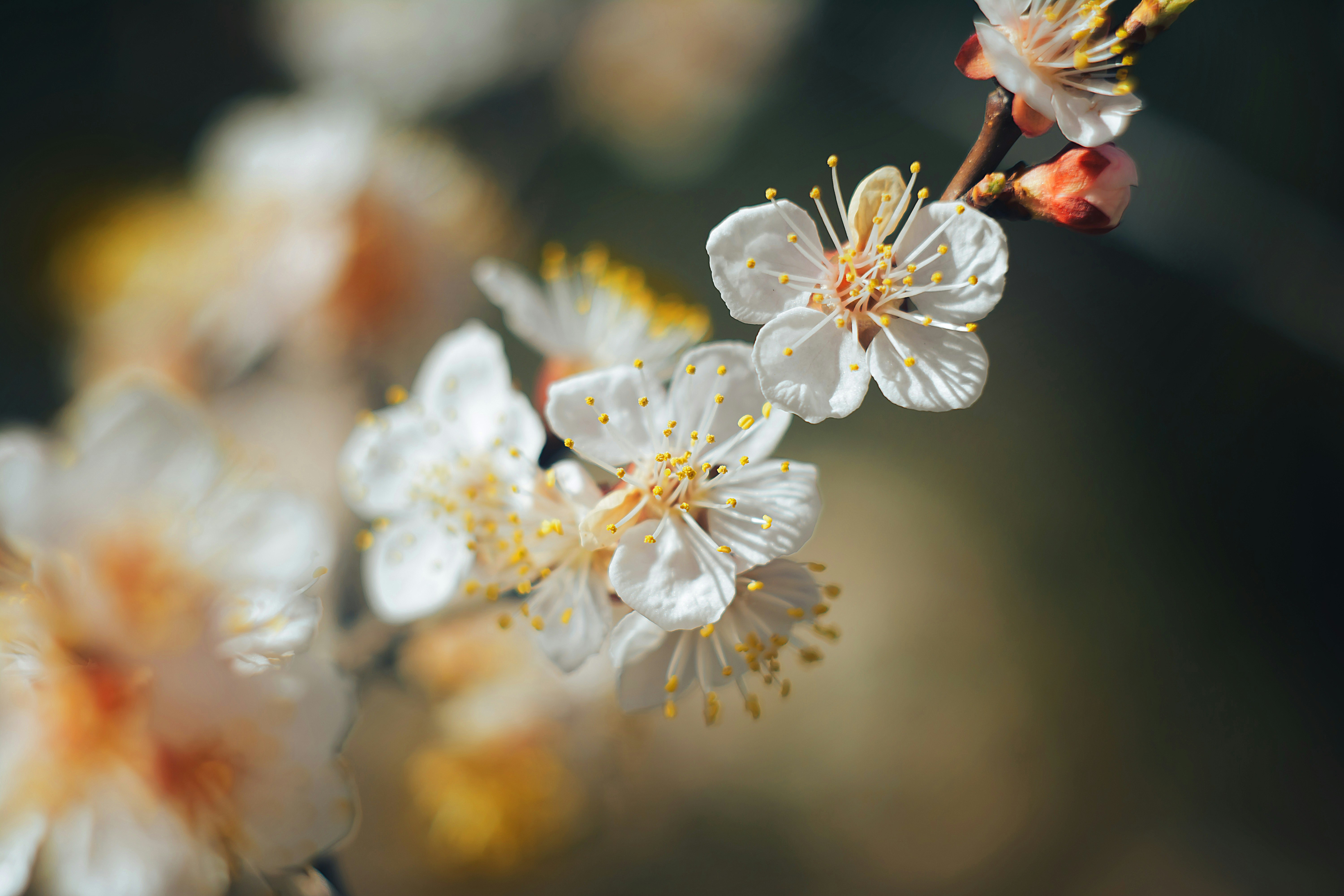 a close up of some white flowers on a tree