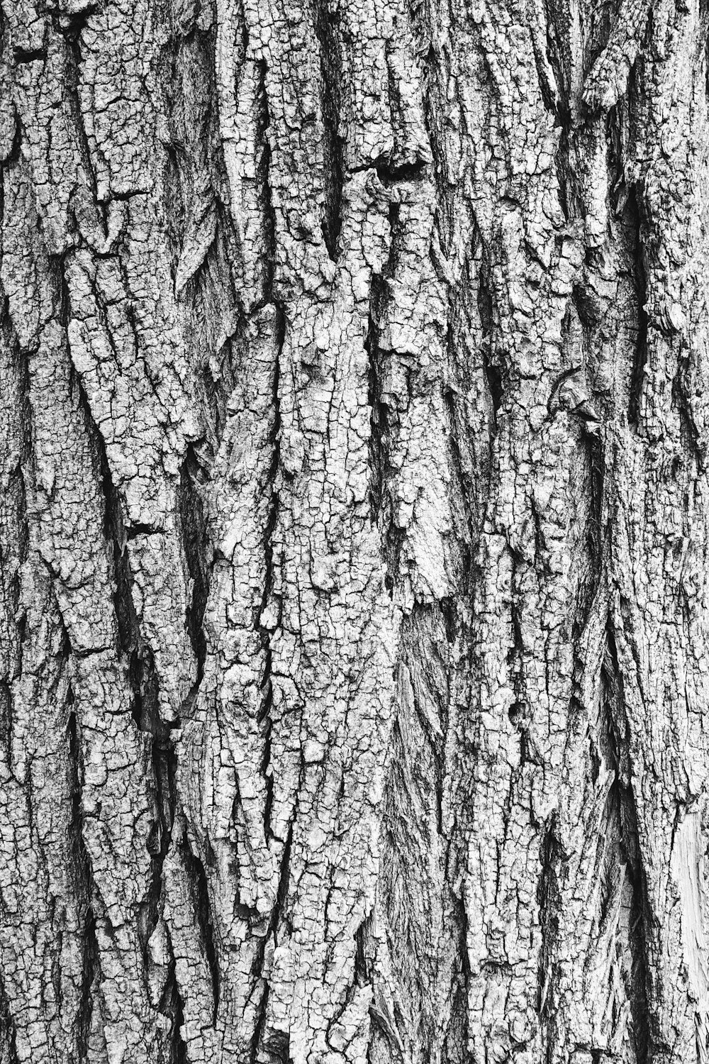 the bark of a tree is black and white