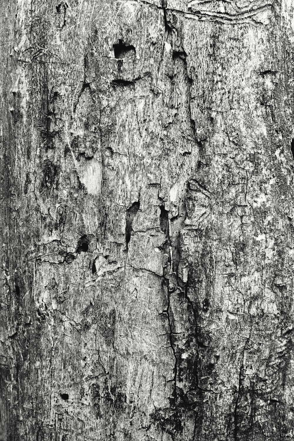 a black and white photo of the bark of a tree