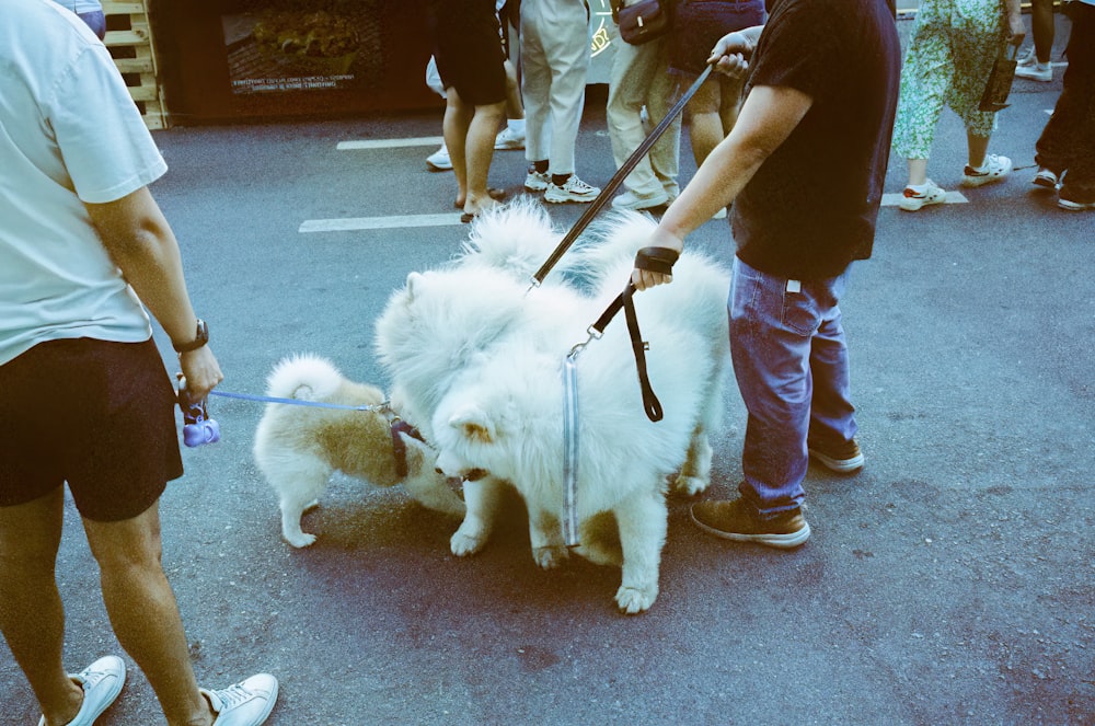 a group of people standing around a white dog on a leash