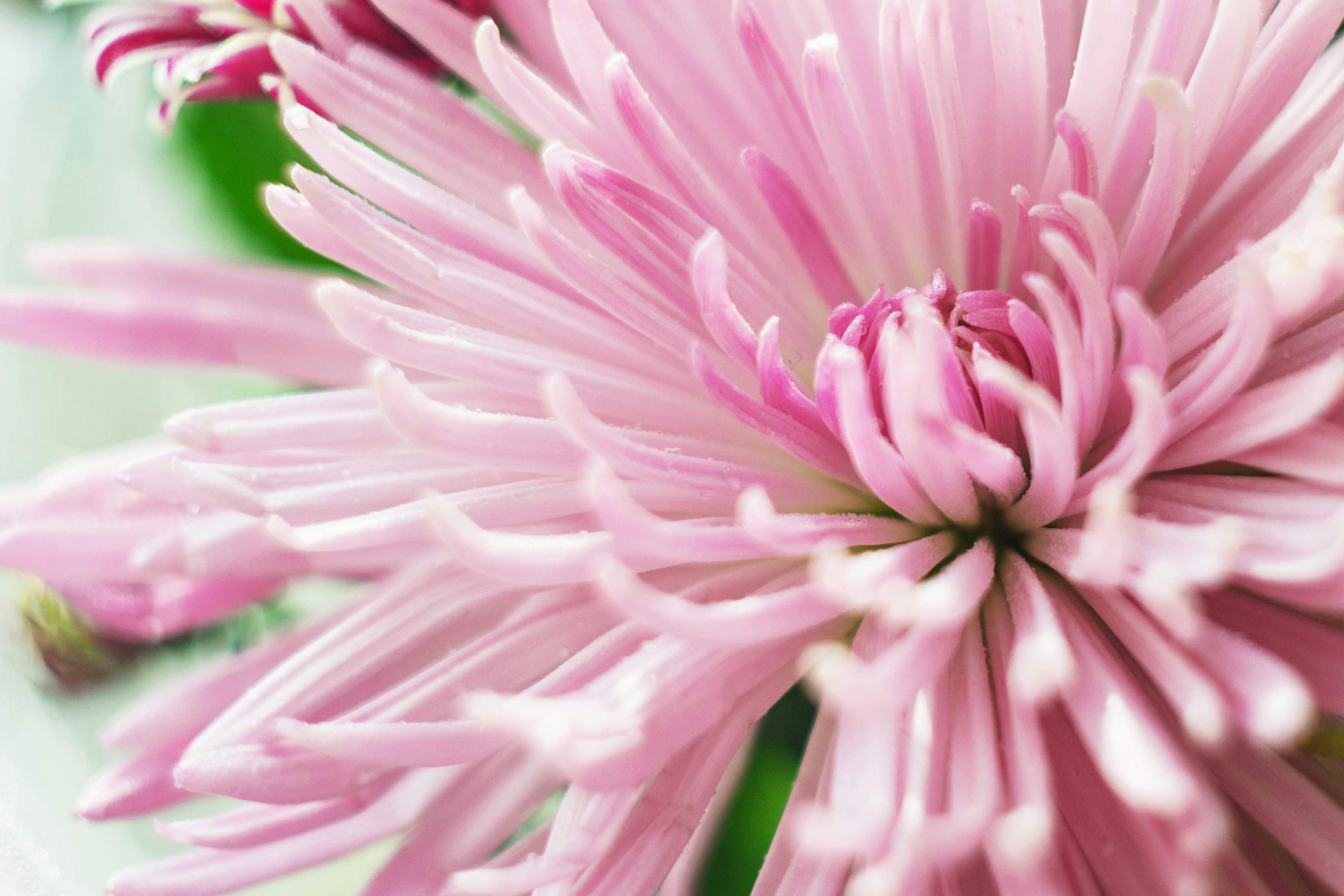 a close up of a pink flower with green leaves