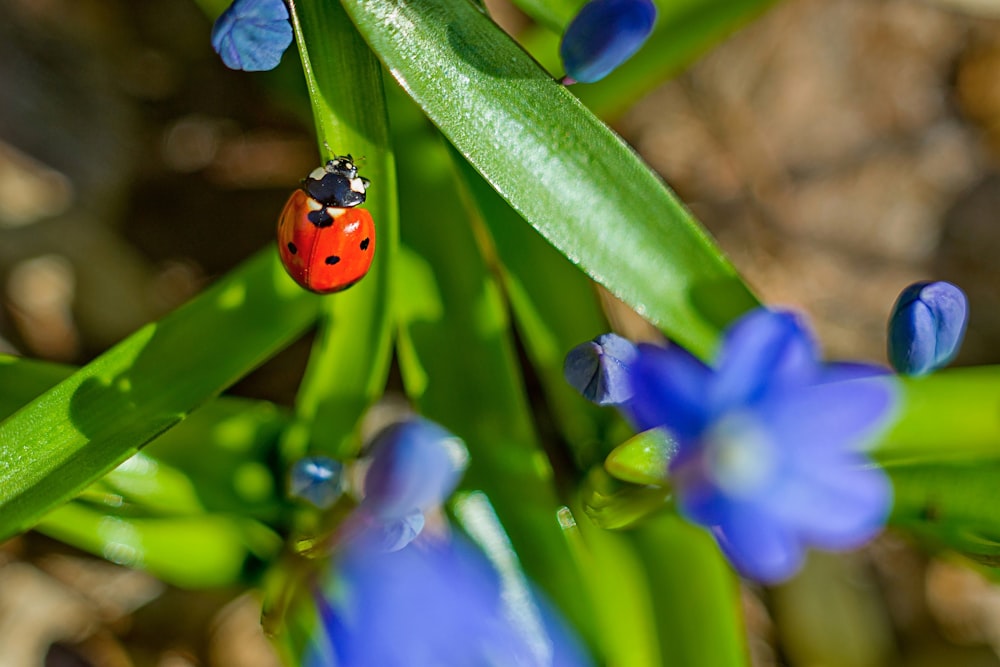 a lady bug sitting on top of a green plant