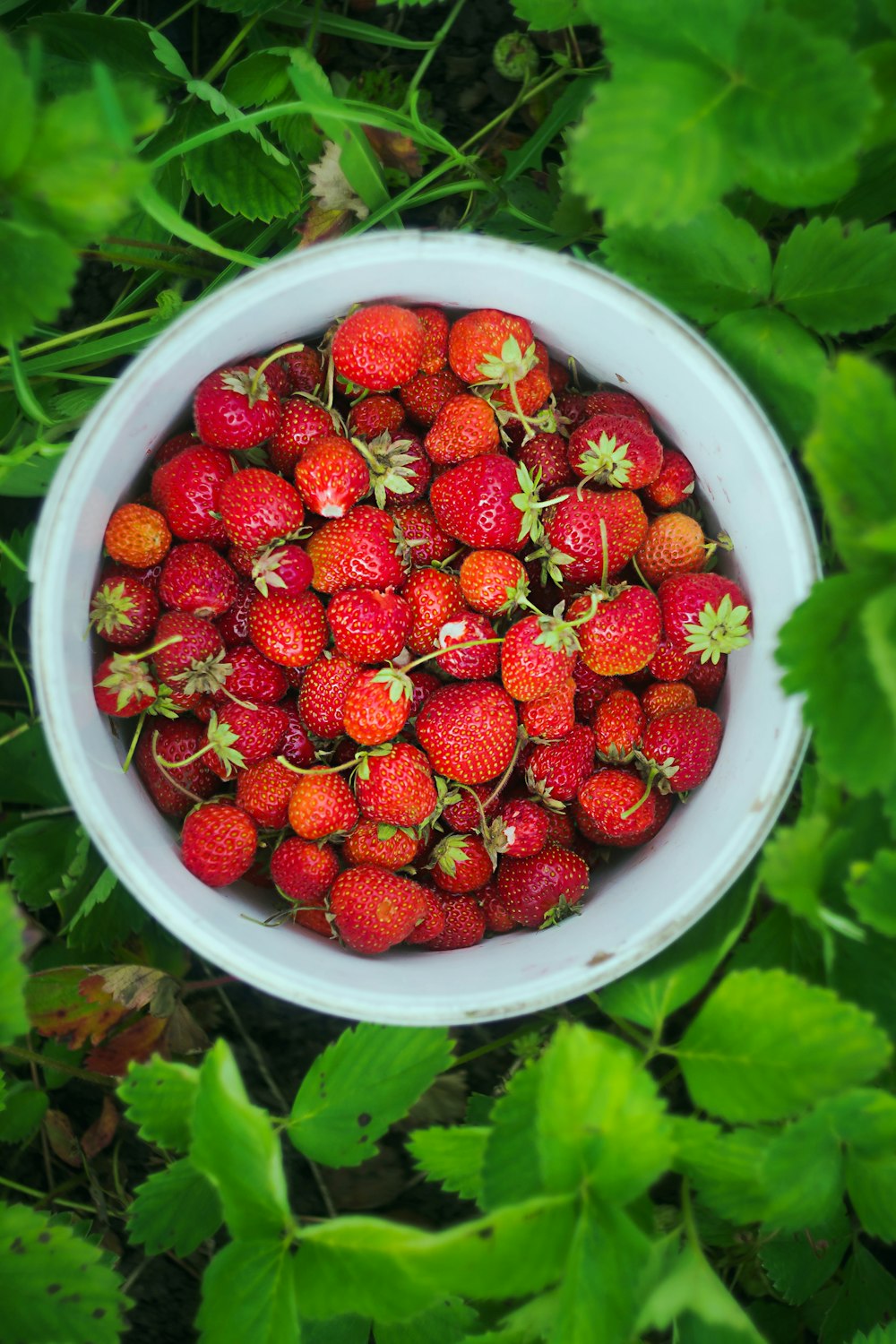 a white bowl filled with lots of ripe strawberries