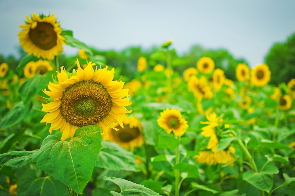 a large field of sunflowers with green leaves