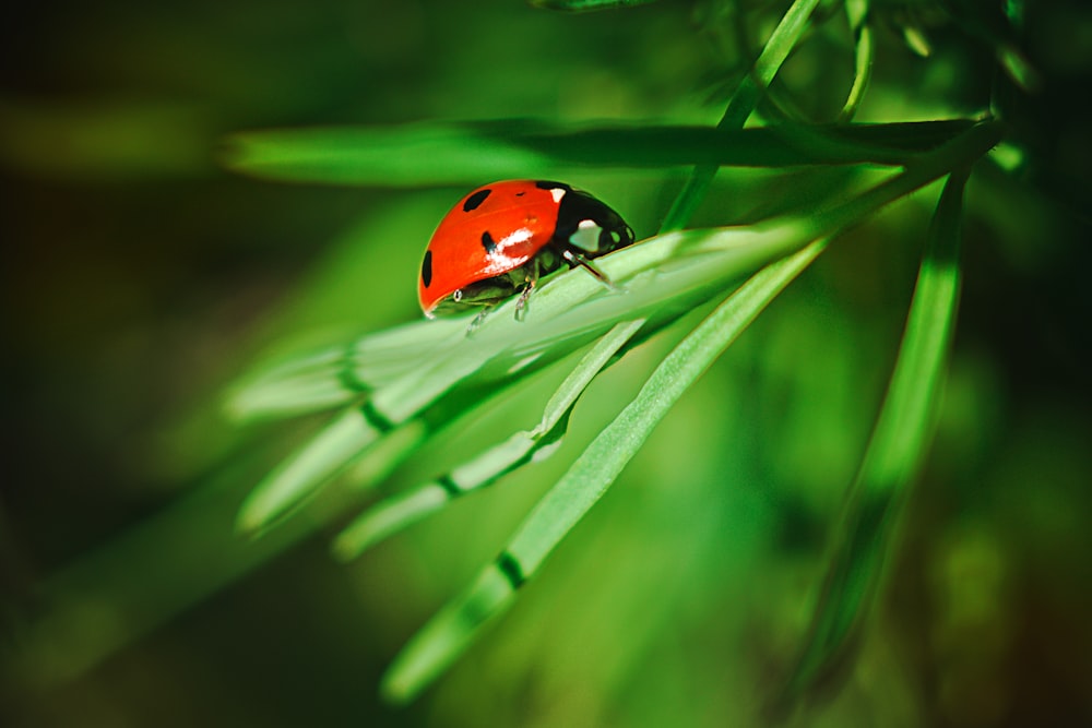 a lady bug sitting on top of a green leaf