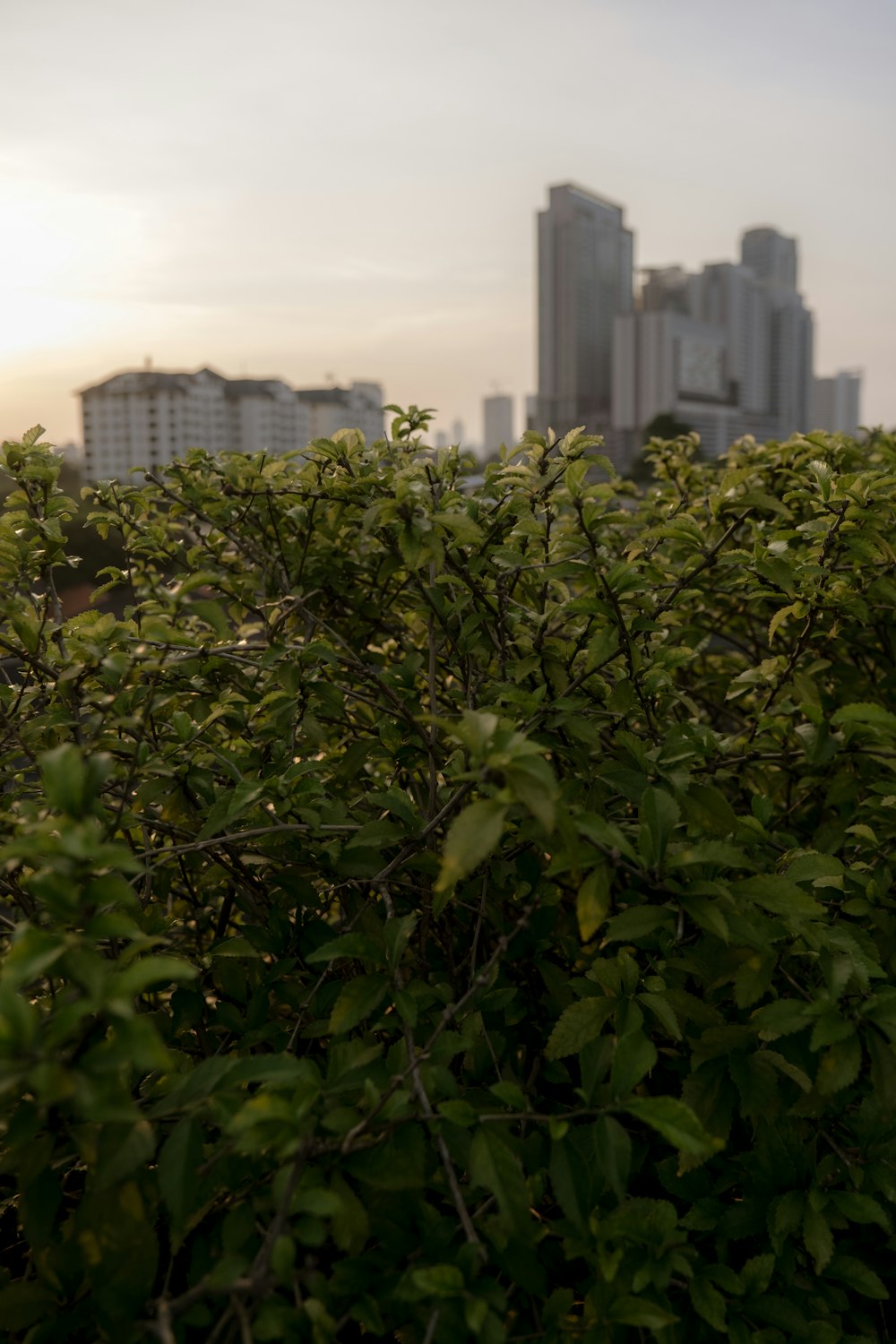 Una vista de una ciudad desde detrás de un arbusto