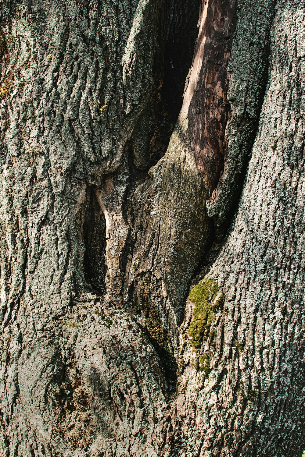 a close up of the bark of a tree