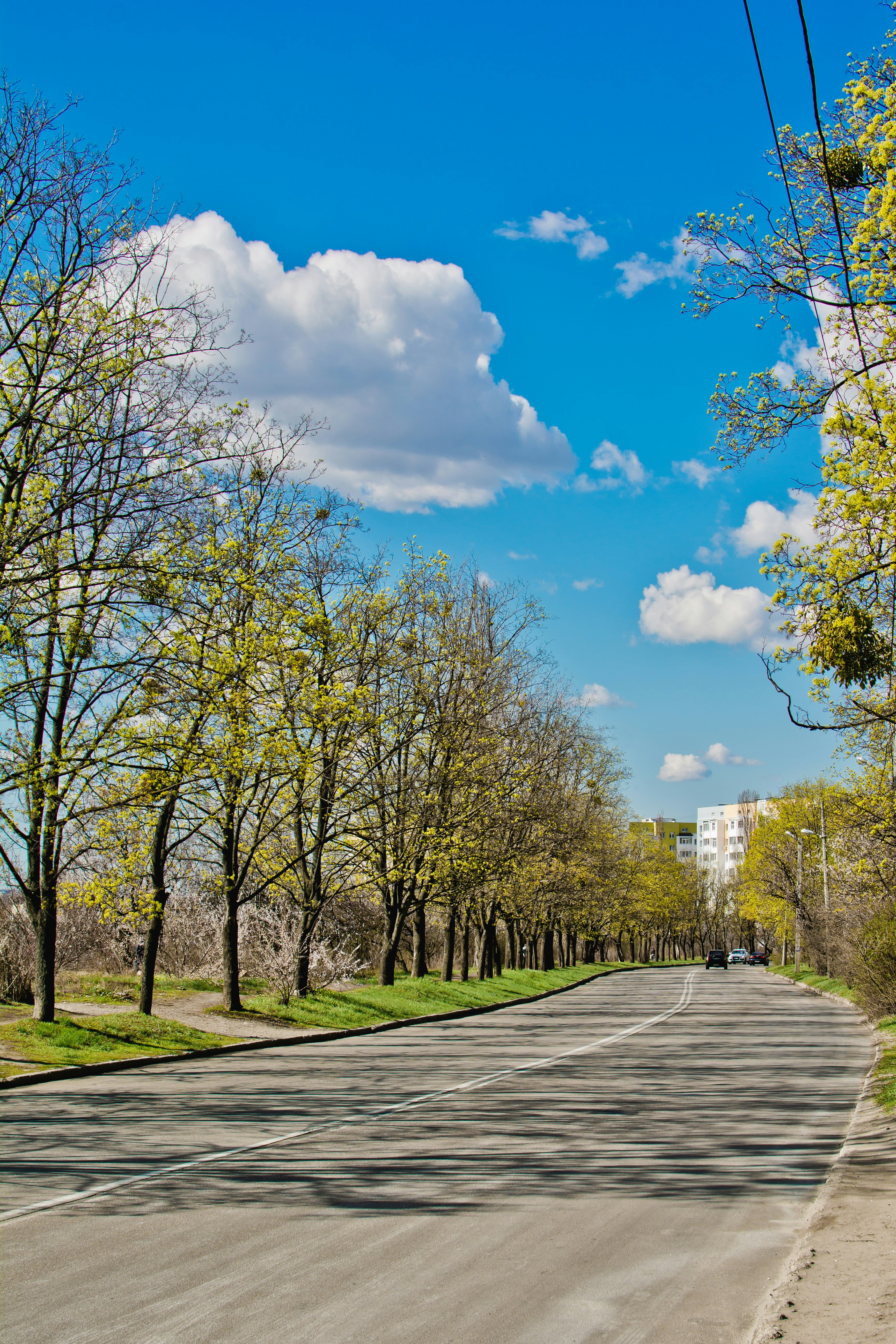 una calle bordeada de árboles y edificios bajo un cielo azul