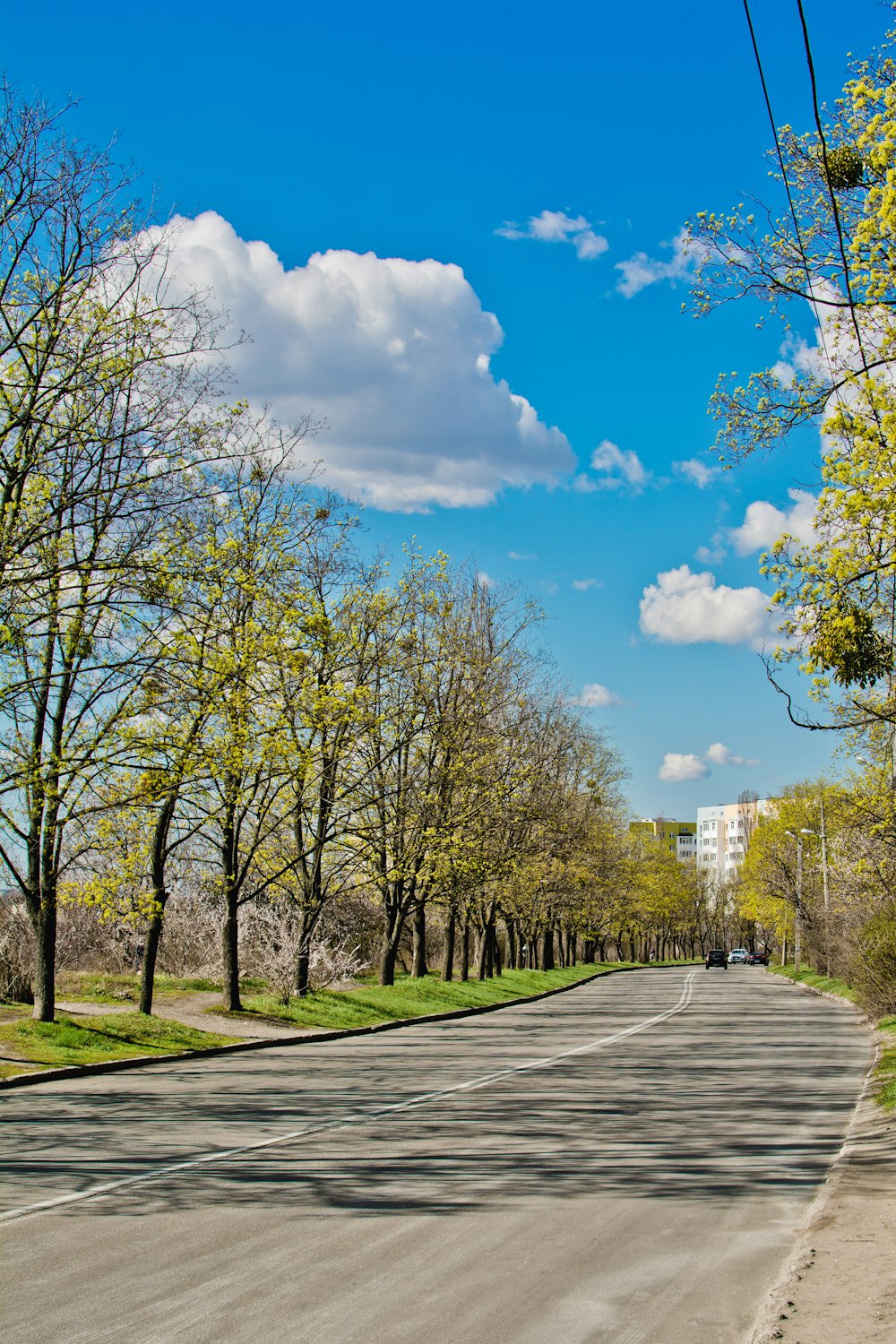 a street lined with trees and buildings under a blue sky