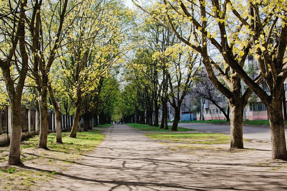 a street lined with trees next to a building