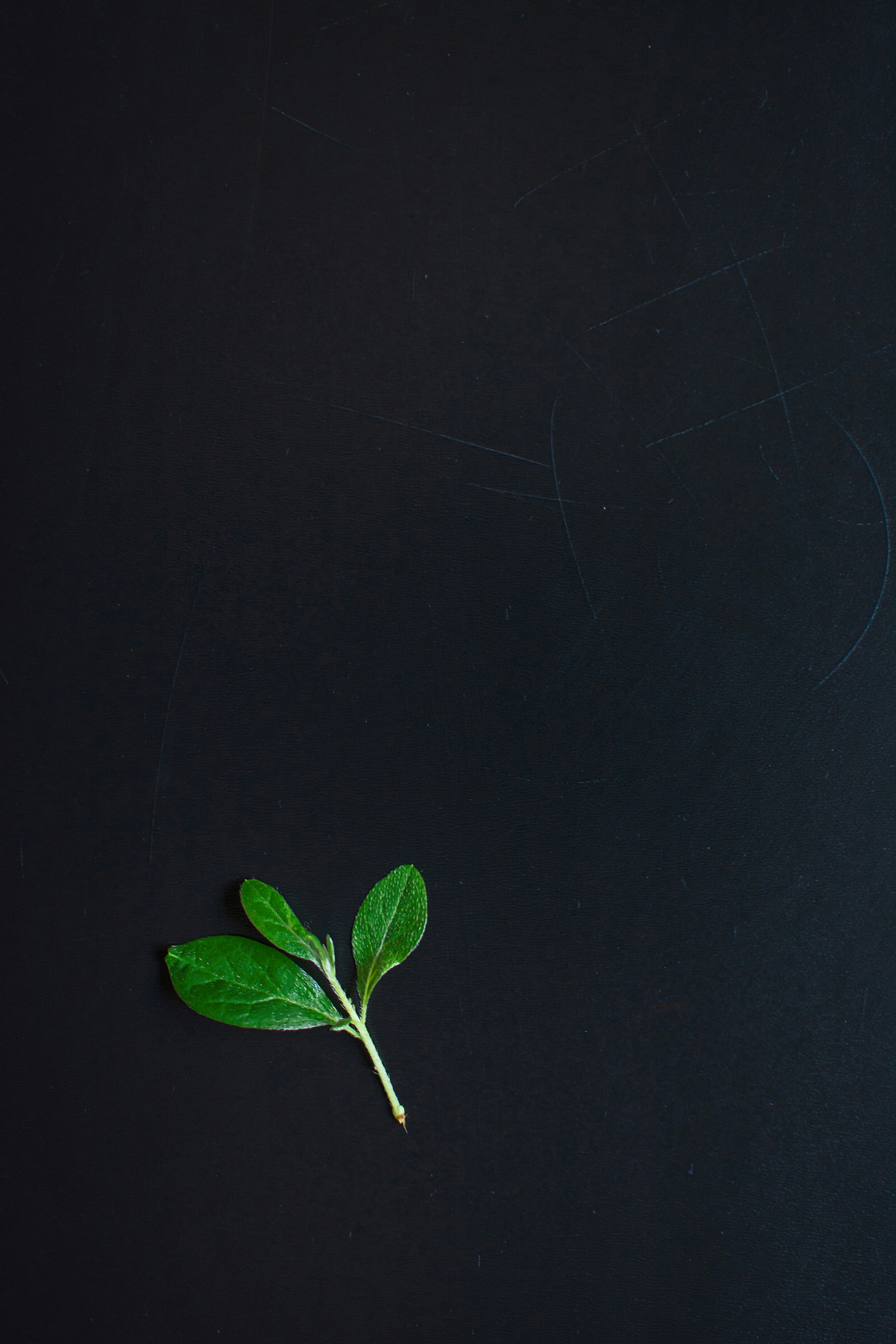 una sola hoja verde sobre una superficie negra