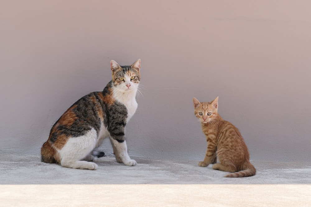 ein paar Katzen sitzen nebeneinander