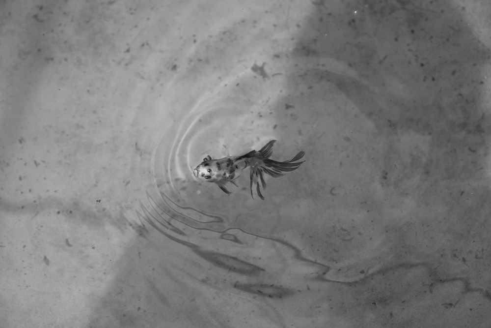 a black and white photo of a fish in water