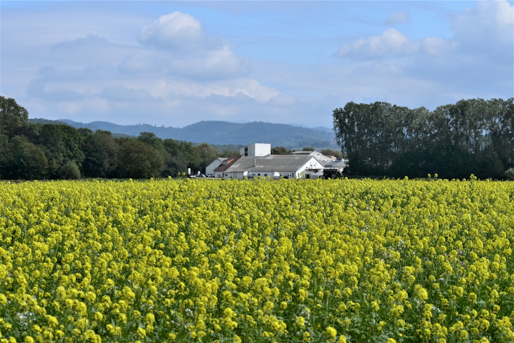 a large field of yellow flowers with a house in the background