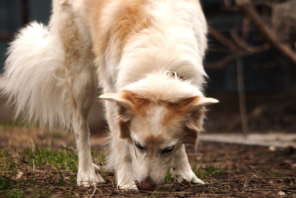 a white and brown dog sniffing the ground