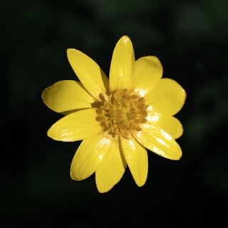 a yellow flower with water droplets on it