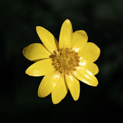 a yellow flower with water droplets on it