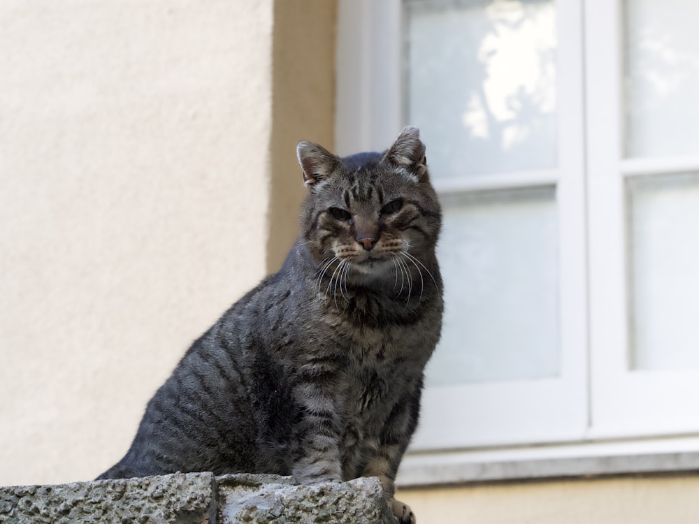 a cat sitting on top of a stone wall