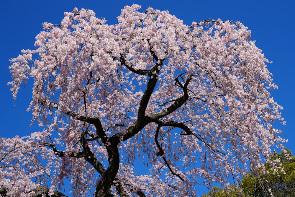 a large tree with lots of pink flowers