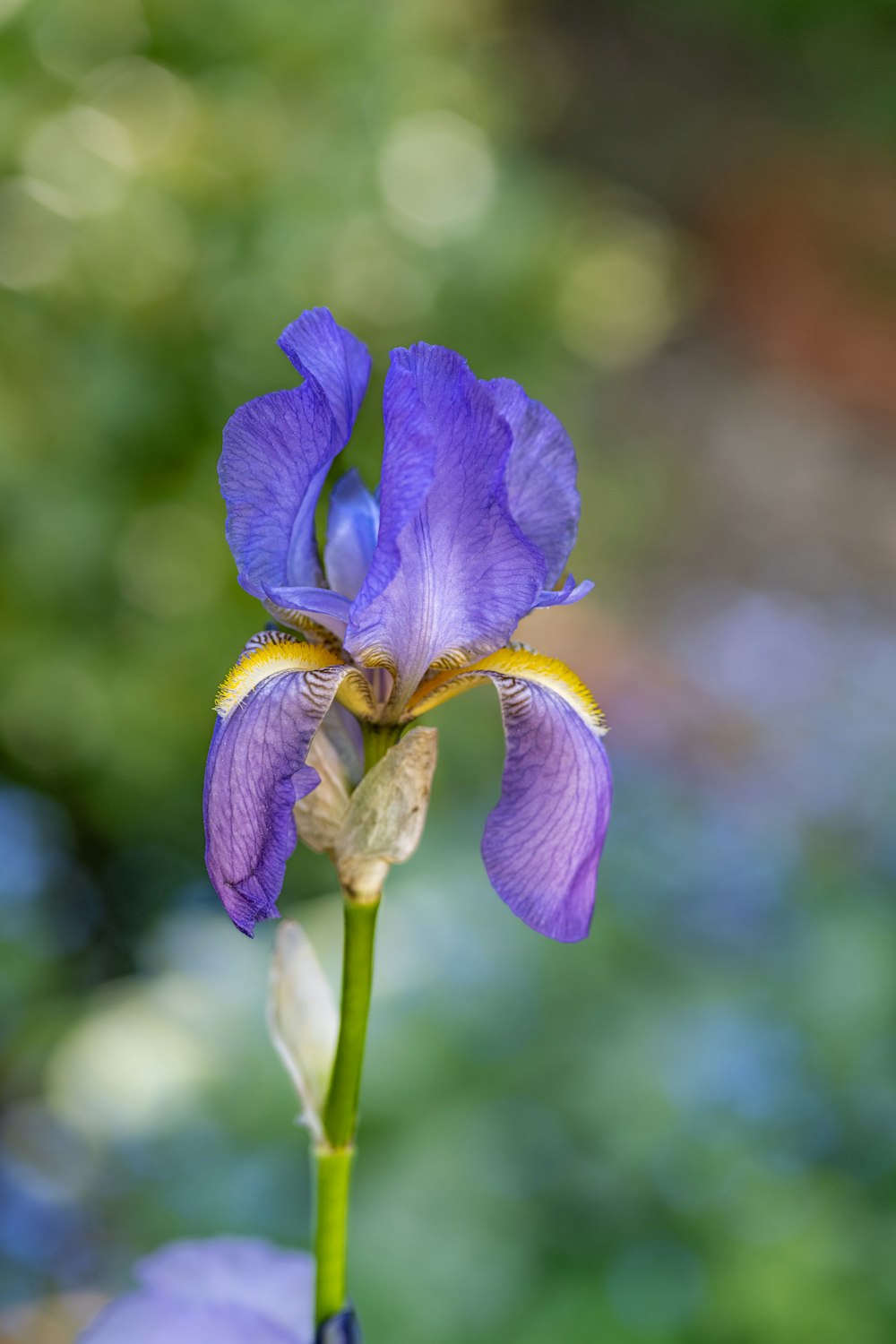 a purple flower with a yellow stamen