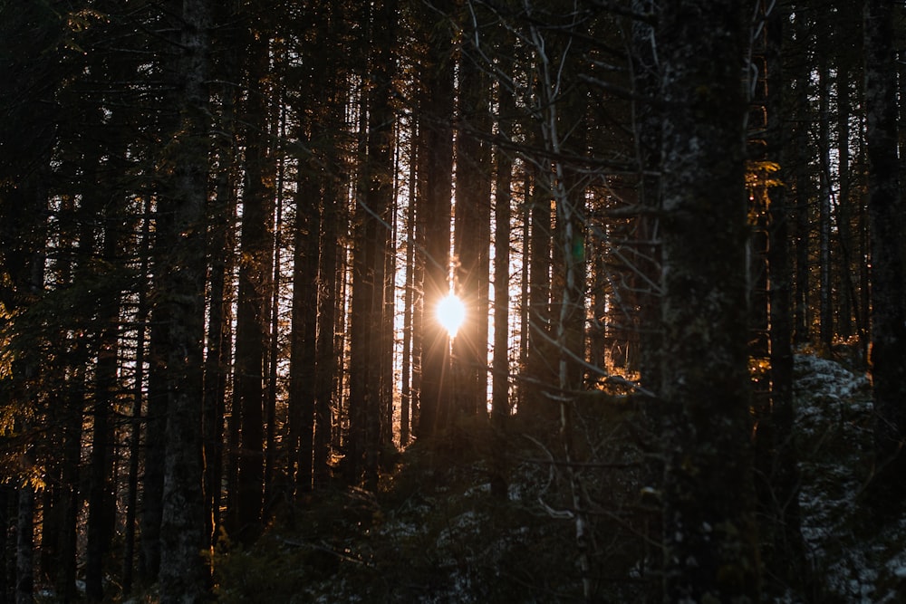 the sun is shining through the trees in the woods