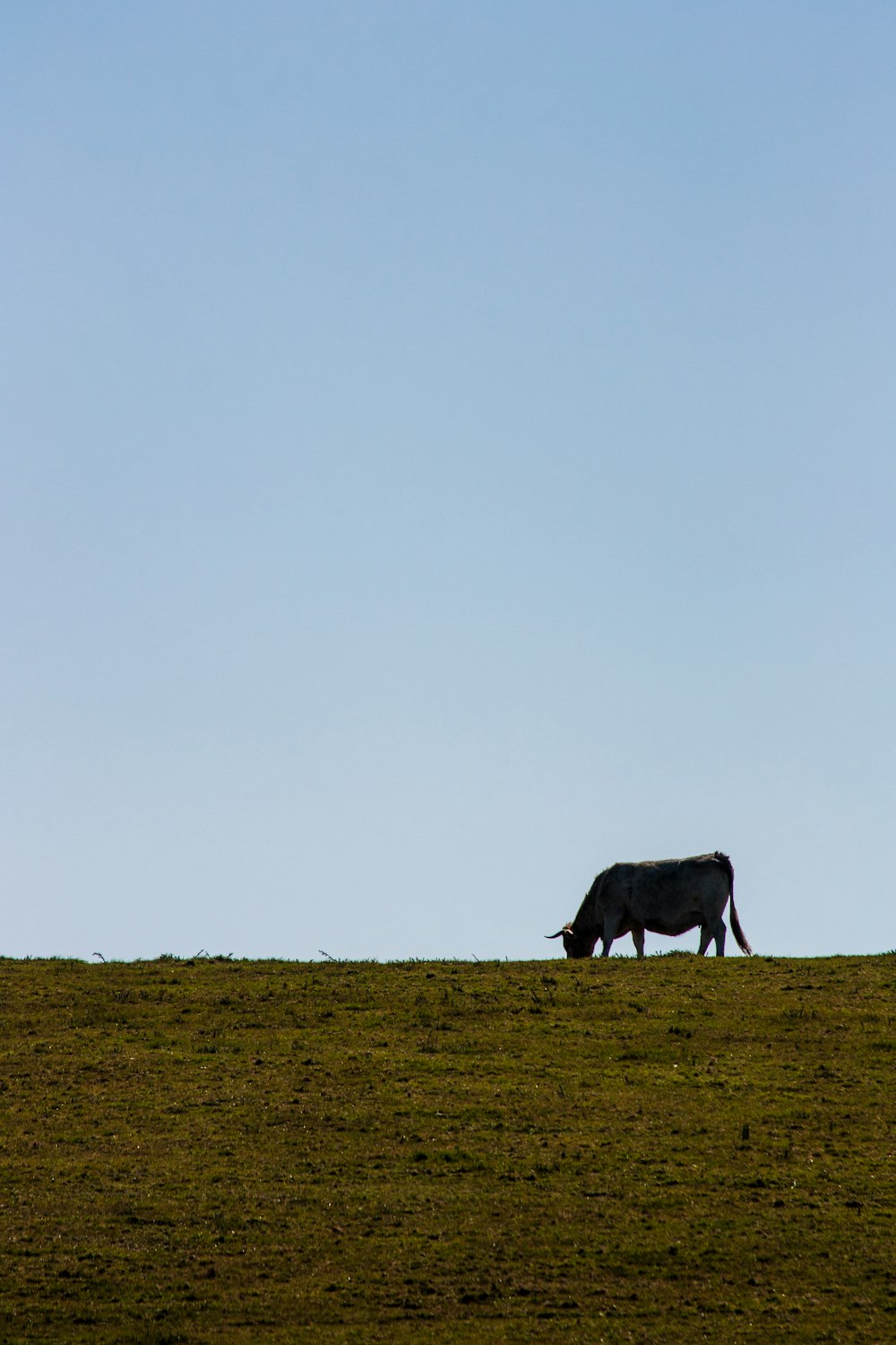 a cow grazing in a field with a sky background