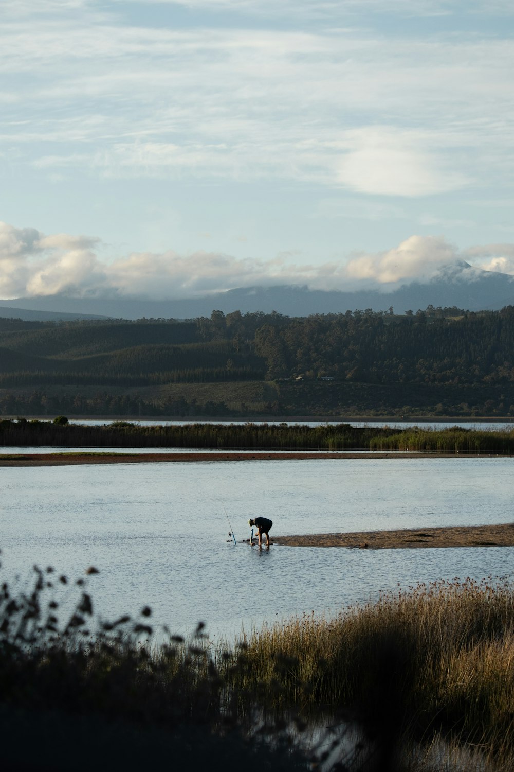 a cow standing in the middle of a lake