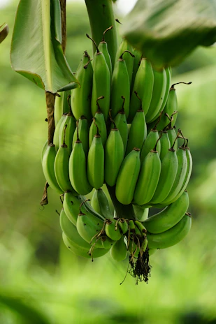 a bunch of green bananas hanging from a tree