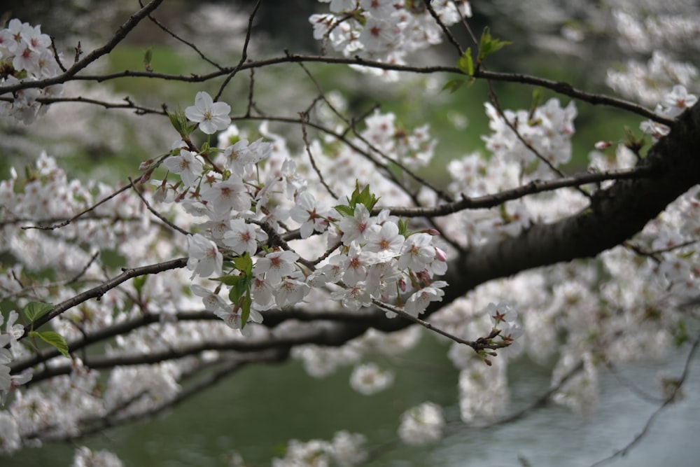 a branch of a tree with white flowers