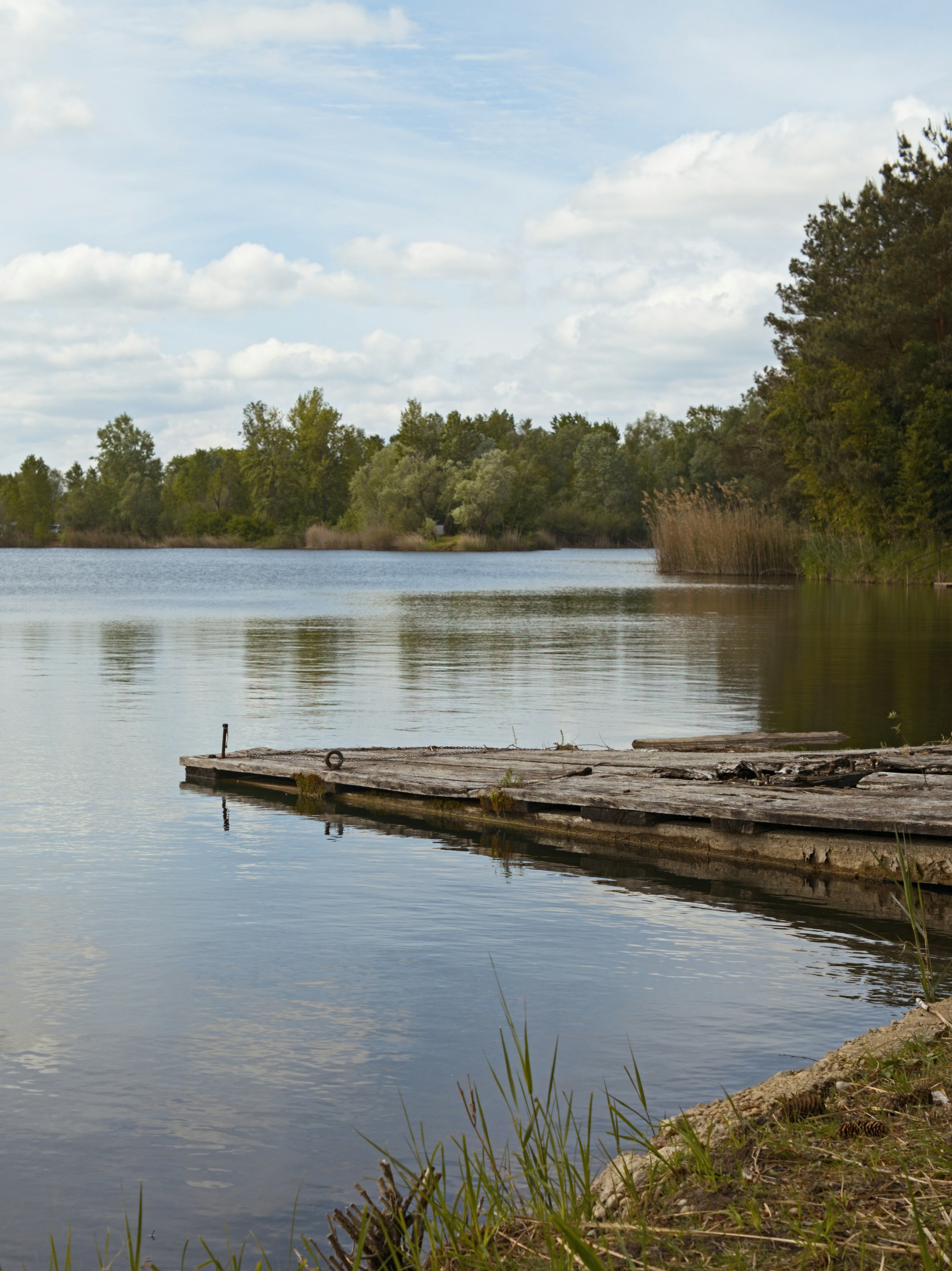 a body of water surrounded by a forest