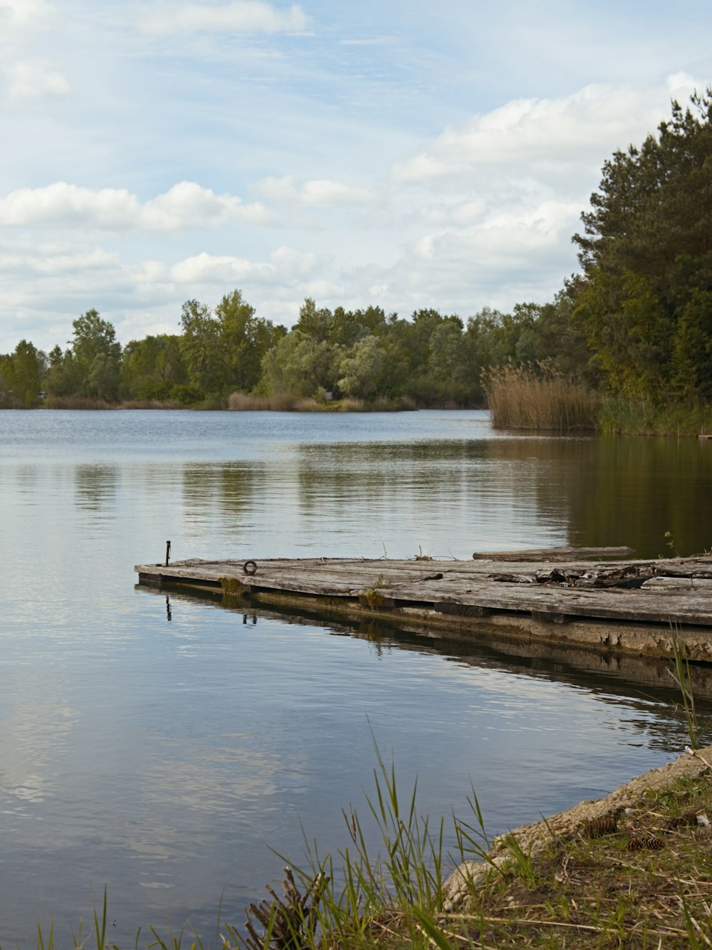 a body of water surrounded by a forest