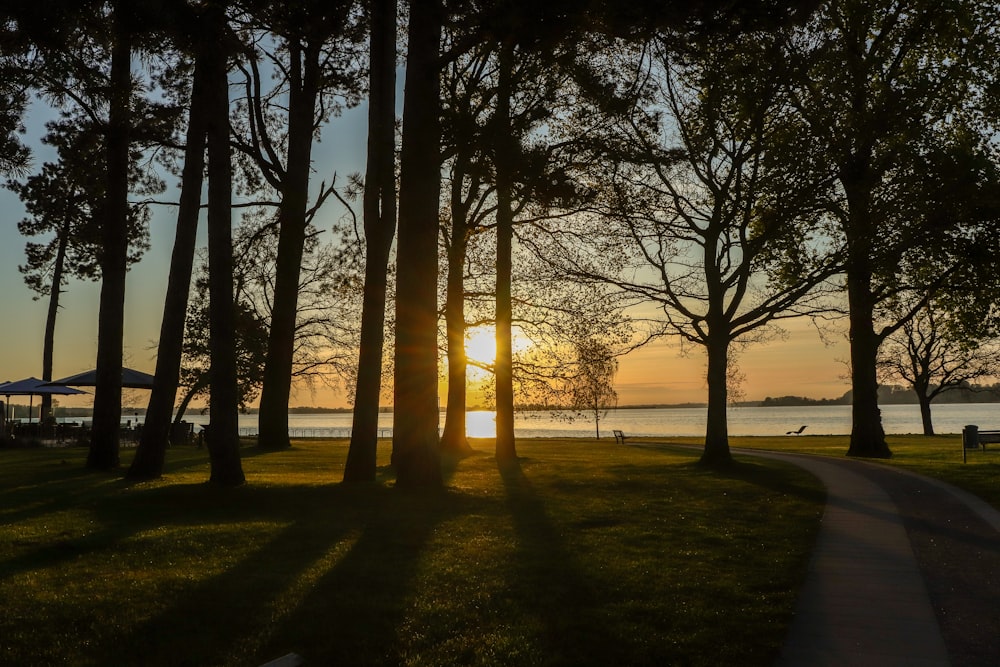 the sun is shining through the trees near the water