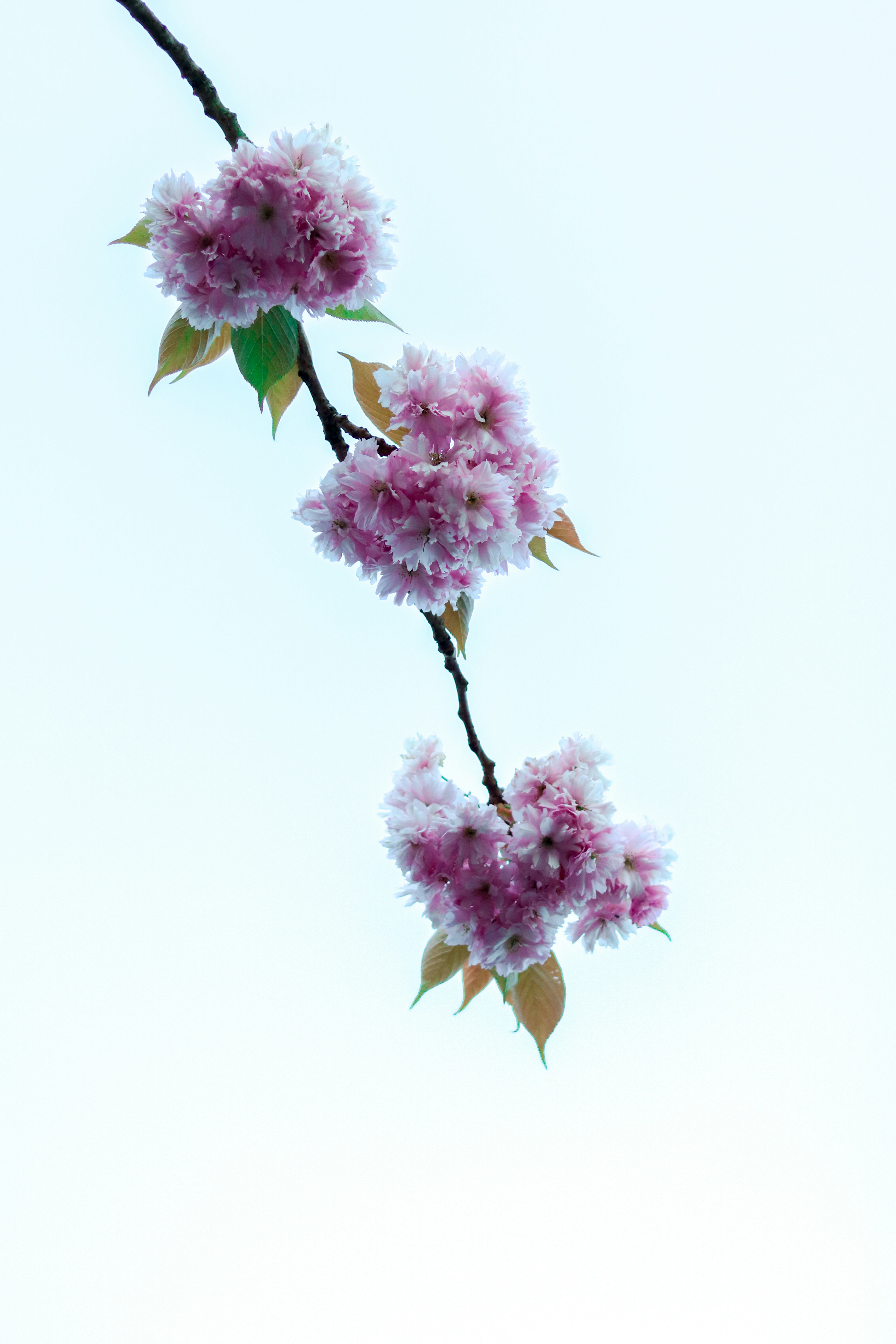 Photo by ferchof_raw