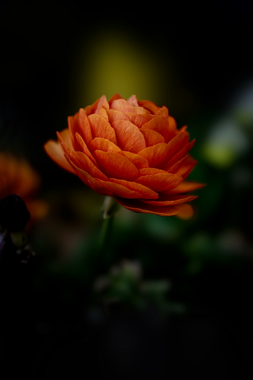 a close up of an orange flower on a black background