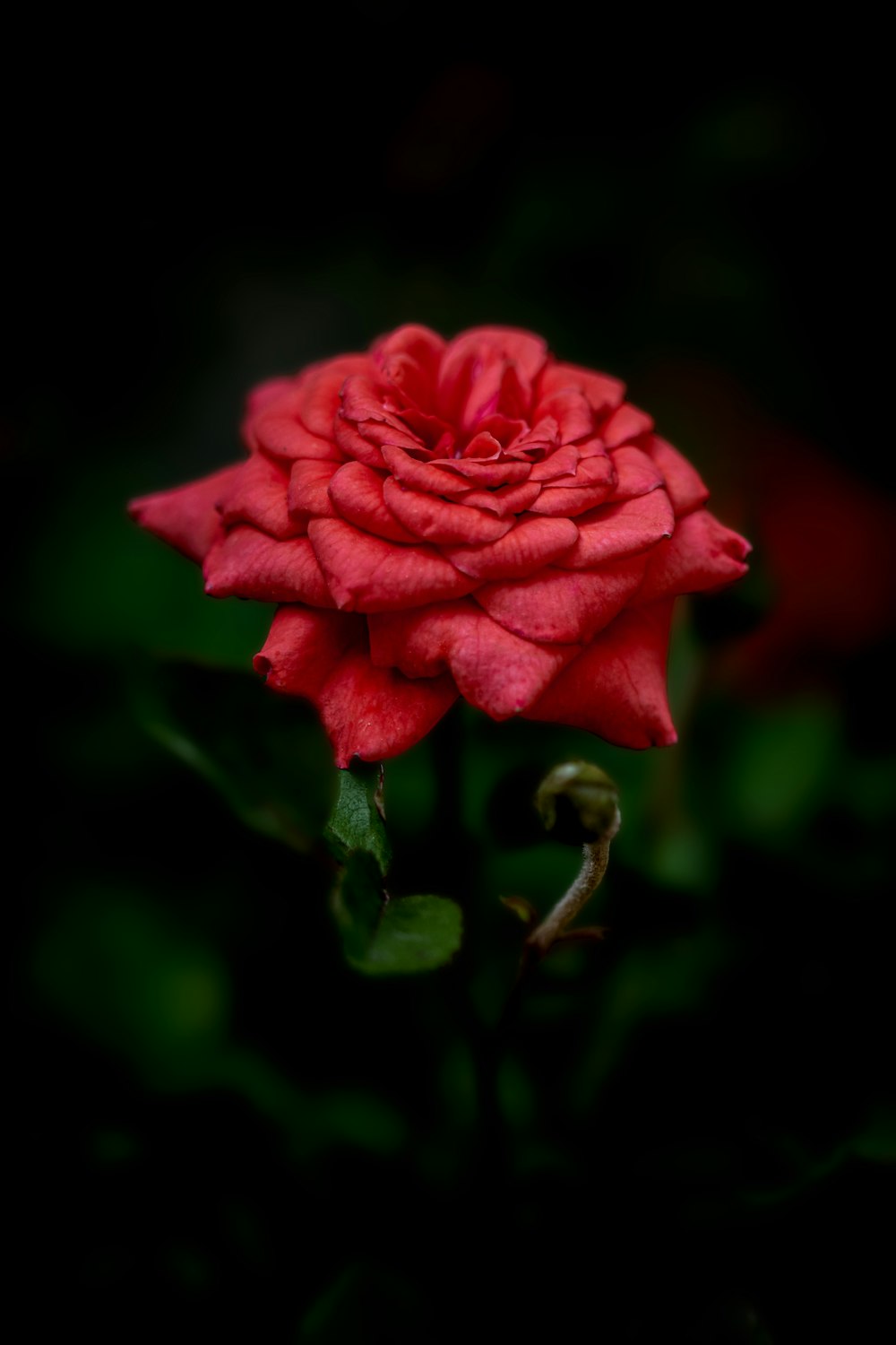 a close up of a red rose on a black background