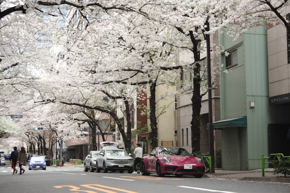 cars parked on the side of the road in front of cherry blossom trees