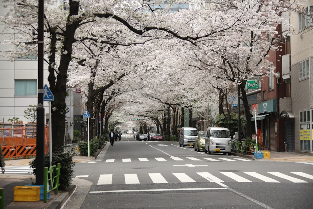a street lined with trees with white flowers