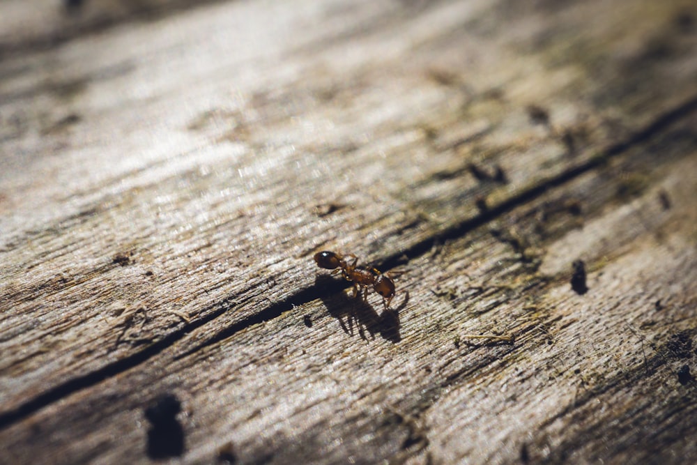 a tiny insect on a piece of wood