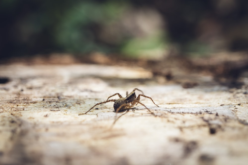 a close up of a spider on a piece of wood