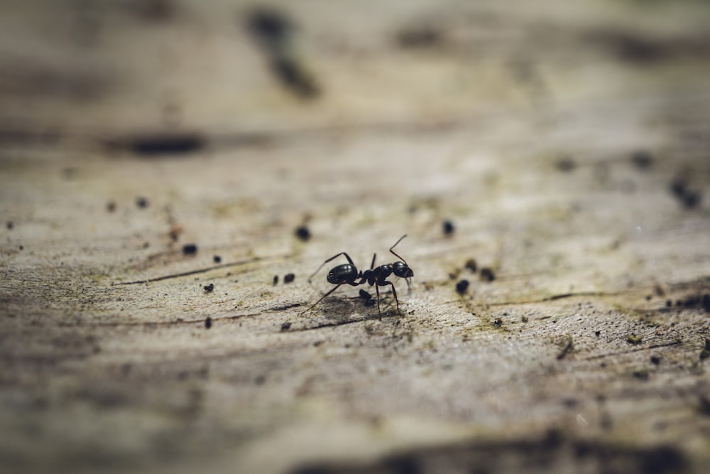 a close up of a spider crawling on a piece of wood