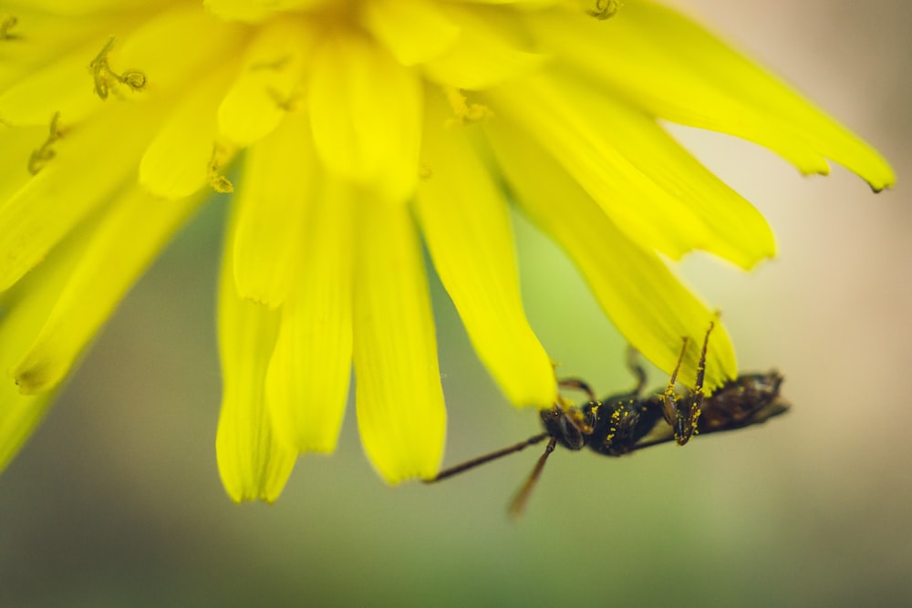 Un primer plano de una flor con un insecto en ella