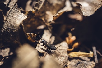 a bug sitting on top of a leaf covered ground