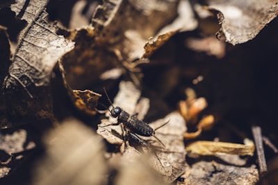 a bug sitting on top of a leaf covered ground
