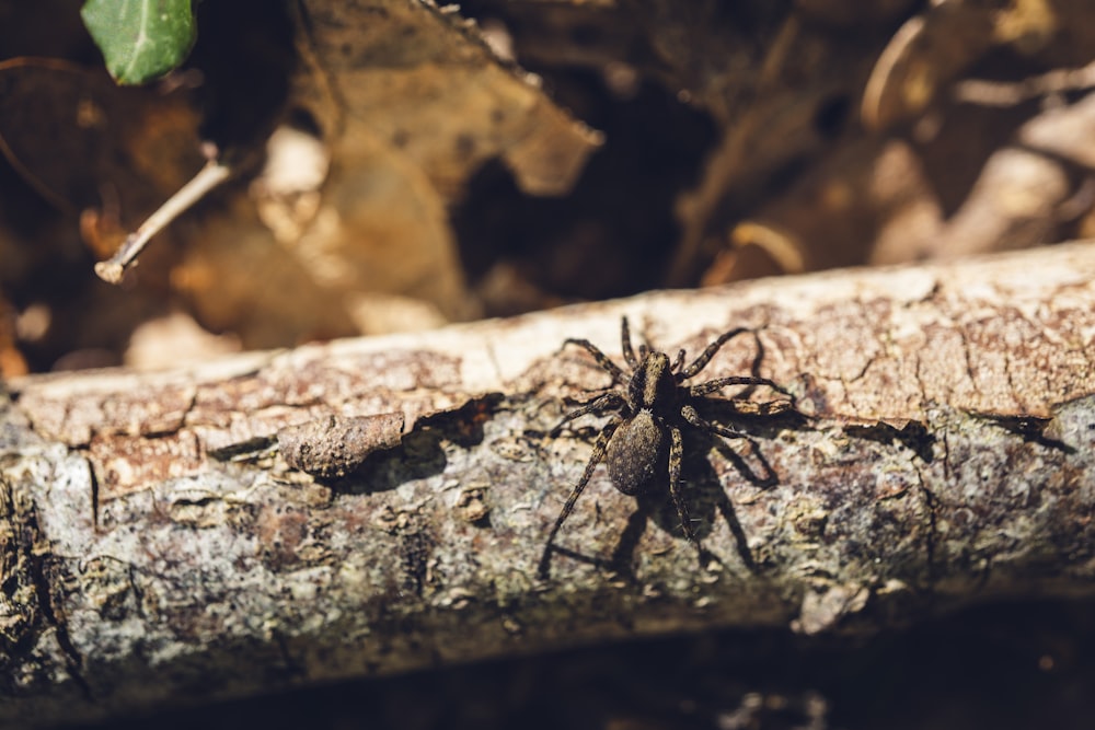 a close up of a spider on a log